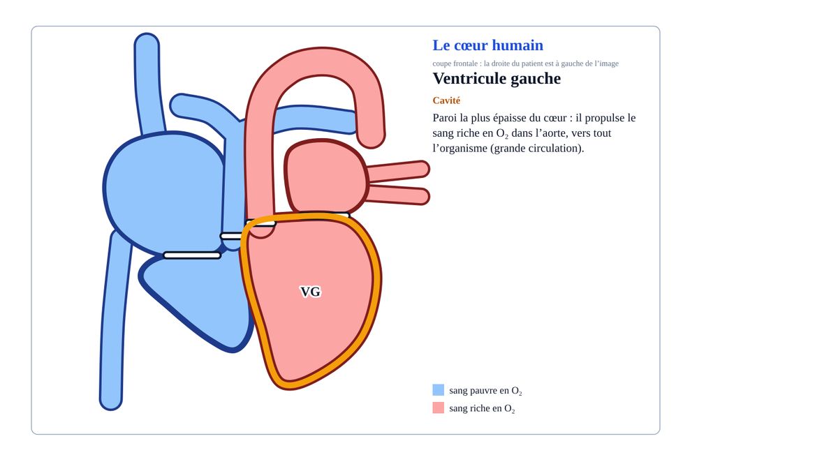 Cœur humain avec le ventricule gauche sélectionné